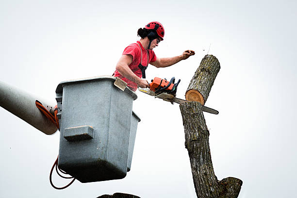 Old Fig Garden, CA Tree Services Company