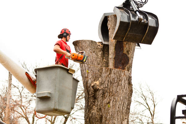 Best Commercial Tree Services  in Old Fig Garden, CA